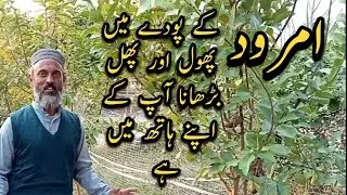 How to prune guava plant | guava farming