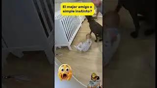 El perro que salv&oacute; a un beb&eacute; en segundos 🐶💡 | Reacci&oacute;n incre&iacute;ble