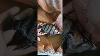 Datnioides Fish ||🐠 #ayushfishery #shorts #trending #viral