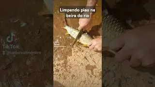 limpando piau #pescaria #pescadebarranco #pesca #pescador #fishing
