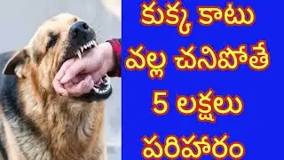 Karnataka government announced financial assistance for the people who died in dog bite