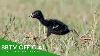 Bird Moments of All Time You Must See! | Part 3 | Wildlife Documentary