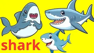 animal, Shark| explore the natural world | Deep Sea Predator | c&aacute; mập đại dương