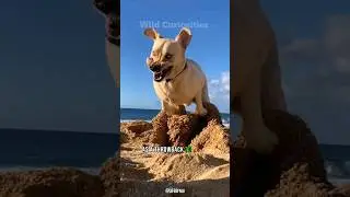 Why do Dogs bury their Bones? 🐕🦴