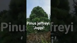 Pinus jeffreyi&nbsp;&lsquo;Joppi&rsquo; #gardening #conifer #dwarfconifers #landscaping #landscapearchitecture