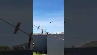 Hadada birds 🐦 #hadadabirds #foryou #shorts #funny #funnyanimals #southafrica