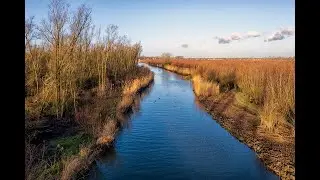 Wilgenkappen in de Rhoonse Grienden