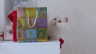 What Cats Think About Humans