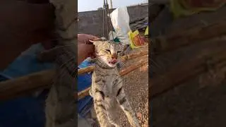 kitten Drink Milk From Another Cat!! 😂😂