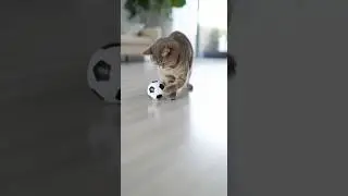 Cat intelligence #jogabonito #cat #cats #catvideos #shorts