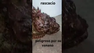 #rascacio #rascana #scorpionfish #pescadeorilla #viral #parati #foryou #davidfishingteam