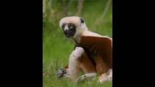 Sifaka Jumping #shorts #NC
