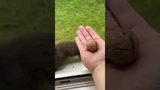 Person is trying to handfeed a nervous squirrel through the window!