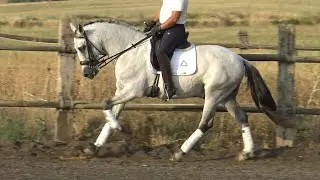 Amateur Friendly Andalusian PRE Gelding 2015 - 1,60 m (#MP560)