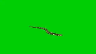 Green screen video|Chroma key|Snake slither