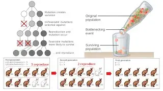 Evolutionary Processes: Natural Selection, Genetic Drift, Population Bottlenecks