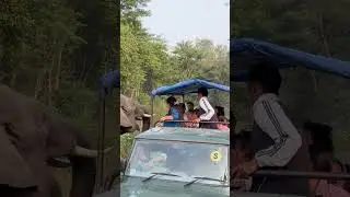 Chitwan sauraha Nepal #elephant #elephantseverywhere #animals #wildlife #wildanimals