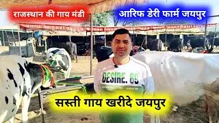 गाय खरीदे आरिफ dairy farm Jaipur | jaipur Pashu hatwada | jaipur cow Mandi 24 दिसंबर 2025