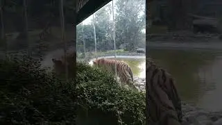Alipore zoo Royal Bengal Tiger