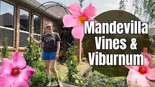 🌿 Planting Mandevilla Vines for a Trellis Entrance + Pruning & Feeding My Snowball Viburnum! 🌸✨