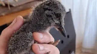 Rescuing a mystery bird and catching a flying fish.
