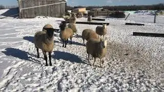 Suffolk sheep and north Country Cheviot sheep playing in the snow