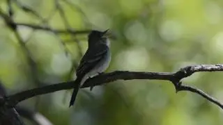 Eastern Wood Pewee Catching Insects