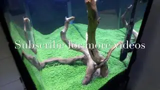 Carpet Plant Aquarium Growing Time Lapse