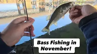Cold Water? Drop Shot STILL Works! (November Bass)