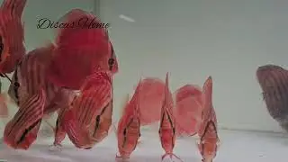 💖 Discus Home | Cuipeua Royal | Ica Red | Red Cover Blue Rim 💝