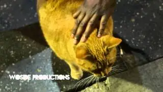Real Life Garfield? World's Fattest Cat