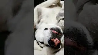 Lazy Husky #husky #dogshorts