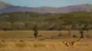 Saving an animal!