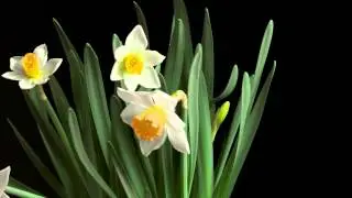 Dancing Daffodils