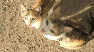 Kitten meow and two cats