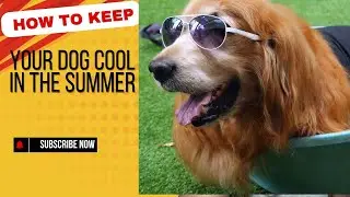 How to Keep Your Dog Cool in the Summer Fun Tips! 🐶☀️