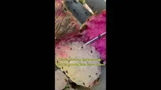 Shocking Discovery When Dragon Fruit Never Picks Up During Winter