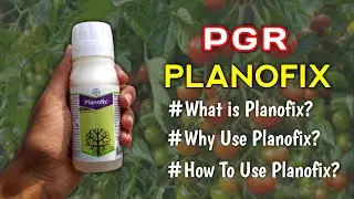 All About Planofix Plant Growth Regulator (IN HINDI) Alpha Napthyl Acetic Acid | How To Use Planofix