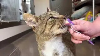 Gilbert - Adoptable Cat at Brown County Humane Society