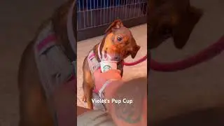 Pup Cup for Violet #dog #dogs #doglover #pupcup #starbucks