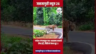 पर्यटक जंगलातून जात असताना वाघाची ग्रॅण्ड एंट्री व्हिडिओ केला शूट.!!
