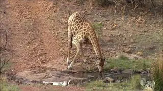 Waterberg Wilderness Reserve South Africa