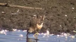 The dowitchers on Piper Spit