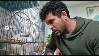 Uma cacatua come uma calopsita.