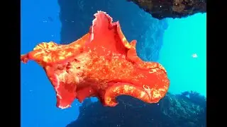 Spanish dancer nudibranch swimming in Hawaii