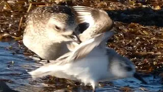 Black bellied plover attacking Sanderling sandpiper | Bully / Retaliatory | Bird Behavior