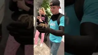 Tarantula prank