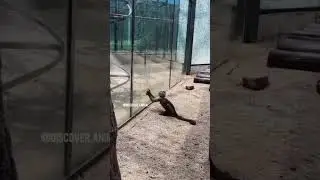 Stupid monkey 🐒#cute #shorts #cuteanimals #monkeyjane