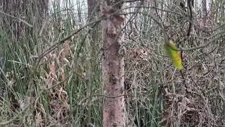 Deer at play. Long version.