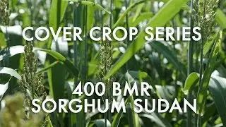 Cover Crop Series: 400 BMR Sorghum Sudan Location 2